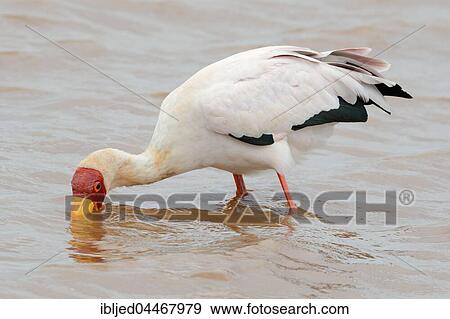 Yellow-billed stork (Mycteria ibis), searching for food in water, Sunset Dam, Kruger National Park, South Africa, Africa View Large Photo Image Stock Photo - Yellow-billed stork (Mycteria ibis), searching for food in water, Sunset Dam, Kruger National Park, South Africa, Africa. Fotosearch