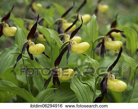 Yellow lady's slipper orchid (Cypripedium calceolus), Thuringia, Germany, Europe View Large Photo Image Stock Photograph - Yellow lady's slipper orchid (Cypripedium calceolus), Thuringia, Germany, Europe. Fotosearch