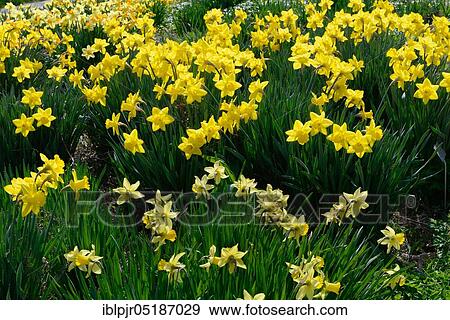 Yellow (Narcissus pseudonarcissus) daffodils, trumpet daffodil View Large Photo Image Stock Photo - Yellow (Narcissus pseudonarcissus) daffodils, trumpet daffodil. Fotosearch