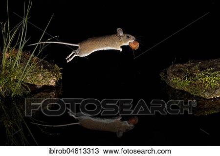 Yellow-necked mouse (Apodemus flavicollis) jumps with hazelnut over water surface, mirror image, Thuringia, Germany, Europe View Large Photo Image Stock Image - Yellow-necked mouse (Apodemus flavicollis) jumps with hazelnut over water surface, mirror image, Thuringia, Germany, Europe. Fotosearch
