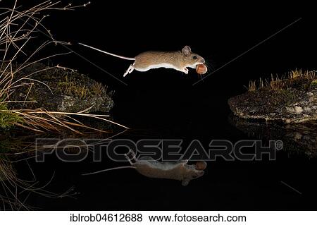Stock Photo - Yellow-necked mouse (Apodemus flavicollis) jumps with hazelnut over water surface, mirror image, Thuringia, Germany, Europe. Fotosearch