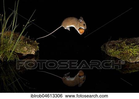 Stock Photograph - Yellow-necked mouse (Apodemus flavicollis) jumps over water surface with hazelnut between front paws, mirror image, Thuringia, Germany, Europe. Fotosearch
