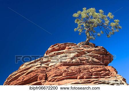 Yellow Pine, Golden Pine, Ponderosa Pine (Pinus Ponderosa), Ponderosa Pine, gnarled tree on sandstone tower, Zion National Park, Utah, USA, North America View Large Photo Image Stock Image - Yellow Pine, Golden Pine, Ponderosa Pine (Pinus Ponderosa), Ponderosa Pine, gnarled tree on sandstone tower, Zion National Park, Utah, USA, North America. Fotosearch