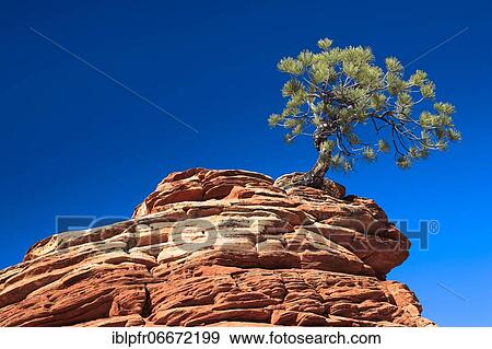 Stock Photo - Yellow Pine, Golden Pine, Ponderosa Pine (Pinus Ponderosa), Ponderosa Pine, gnarled tree on sandstone tower, Zion National Park, Utah, USA, North America. Fotosearch