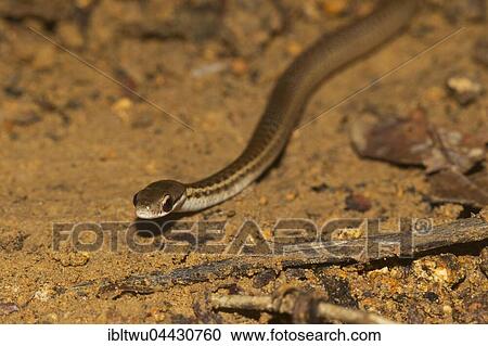 Stock Image - Yellow-striped water snake (Thamnosophis stumpffi), juvenile, Lokobe National Park, Nosy Be, Northwest Coast, Madagascar, Africa. Fotosearch