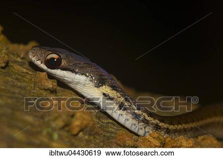 Yellow-striped water snake (Thamnosophis stumpffi), juvenile in rainforest, Lokobe National Park, Nosy Be, Northwest Coast, Madagascar, Africa View Large Photo Image Stock Photo - Yellow-striped water snake (Thamnosophis stumpffi), juvenile in rainforest, Lokobe National Park, Nosy Be, Northwest Coast, Madagascar, Africa. Fotosearch