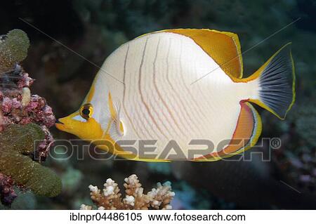 Yellowhead butterflyfish (Chaetodon xanthocephalus), Indian Ocean, Maldives, Asia View Large Photo Image Stock Photography - Yellowhead butterflyfish (Chaetodon xanthocephalus), Indian Ocean, Maldives, Asia. Fotosearch