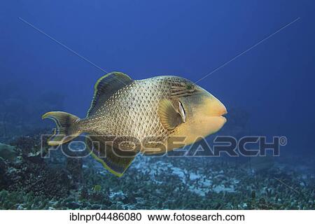 Yellowmargin triggerfish (Pseudobalistes flavimarginatus), Indian Ocean, Maldives, Asia View Large Photo Image Stock Image - Yellowmargin triggerfish (Pseudobalistes flavimarginatus), Indian Ocean, Maldives, Asia. Fotosearch
