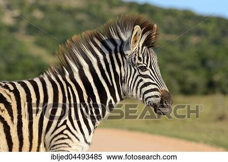 Young Burchell's zebra (Equus quagga burchellii), Addo Elephant National Park, Eastern Cape, South Africa, Africa View Large Photo Image Stock Photography - Young Burchell's zebra (Equus quagga burchellii), Addo Elephant National Park, Eastern Cape, South Africa, Africa. Fotosearch