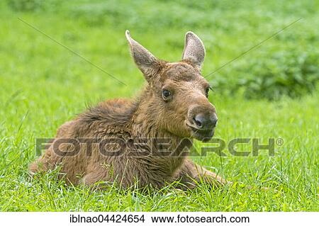 Young elk (Alces alces) lying in the grass, Sweden, Europe View Large Photo Image Picture - Young elk (Alces alces) lying in the grass, Sweden, Europe. Fotosearch