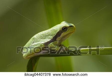 Stock Photo - Young European tree frog (Hyla arborea) on a reed leaf, Hesse, Germany, Europe. Fotosearch