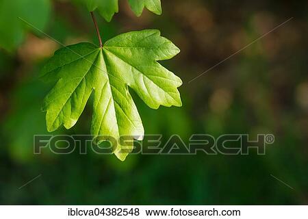 Young leaf from the field maple (Acer campestre), Lower Saxony, Germany, Europe View Large Photo Image Stock Photo - Young leaf from the field maple (Acer campestre), Lower Saxony, Germany, Europe. Fotosearch
