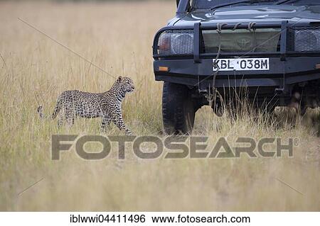 Young leopard (Panthera pardus) and tourist car. Masai Mara Preserve, Kenya, Africa View Large Photo Image Stock Photograph - Young leopard (Panthera pardus) and tourist car. Masai Mara Preserve, Kenya, Africa. Fotosearch