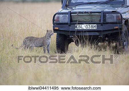 Young leopard (Panthera pardus) in front of a tourist car. Masai Mara Preserve, Kenya, Africa View Large Photo Image Stock Photography - Young leopard (Panthera pardus) in front of a tourist car. Masai Mara Preserve, Kenya, Africa. Fotosearch