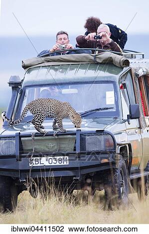 Stock Image - Young leopard (Panthera pardus) on a tourist car. Masai Mara Preserve, Kenya, Africa. Fotosearch