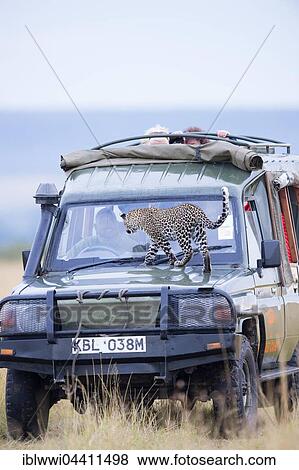 Young leopard (Panthera pardus) on a tourist car. Masai Mara Preserve, Kenya, Africa View Large Photo Image Stock Photo - Young leopard (Panthera pardus) on a tourist car. Masai Mara Preserve, Kenya, Africa. Fotosearch