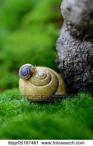 Young snail on snail shell View Large Photo Image Stock Image - Young snail on snail shell. Fotosearch