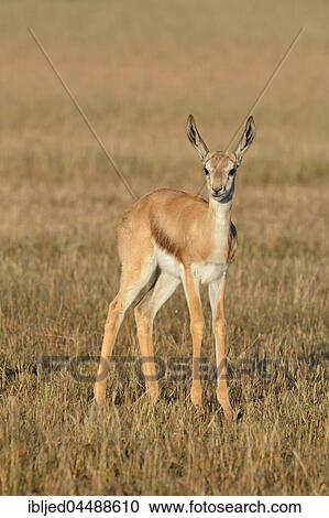 Young springbok (Antidorcas marsupialis), standing in meadow, alert, Kgalagadi Transfrontier Park, Northern Cape, South Africa, Africa View Large Photo Image Stock Image - Young springbok (Antidorcas marsupialis), standing in meadow, alert, Kgalagadi Transfrontier Park, Northern Cape, South Africa, Africa. Fotosearch