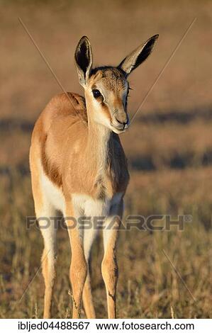 Young springbok (Antidorcas marsupialis), standing in meadow, alert, Kgalagadi Transfrontier Park, Northern Cape, South Africa, Africa View Large Photo Image Stock Photo - Young springbok (Antidorcas marsupialis), standing in meadow, alert, Kgalagadi Transfrontier Park, Northern Cape, South Africa, Africa. Fotosearch