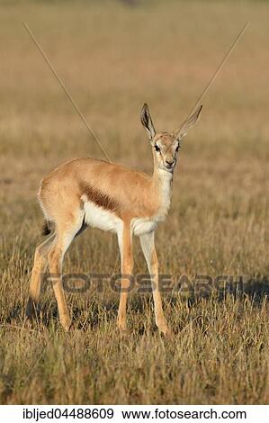 Young springbok (Antidorcas marsupialis), standing in meadow, alert, Kgalagadi Transfrontier Park, Northern Cape, South Africa, Africa View Large Photo Image Stock Photo - Young springbok (Antidorcas marsupialis), standing in meadow, alert, Kgalagadi Transfrontier Park, Northern Cape, South Africa, Africa. Fotosearch