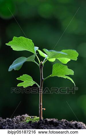 Stock Photograph - Young tree ( Ginkgo biloba). Fotosearch