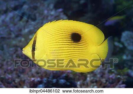 Zanzibar butterflyfish (Chaetodon zanzibariensis) Indian Ocean, Maldives, Asia View Large Photo Image Stock Image - Zanzibar butterflyfish (Chaetodon zanzibariensis) Indian Ocean, Maldives, Asia. Fotosearch