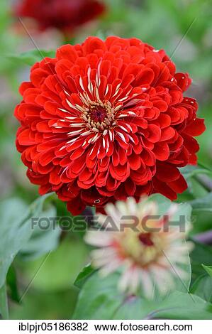 Zinnia (Zinnia elegans) Variety Scarlet Flame View Large Photo Image Stock Image - Zinnia (Zinnia elegans) Variety Scarlet Flame. Fotosearch