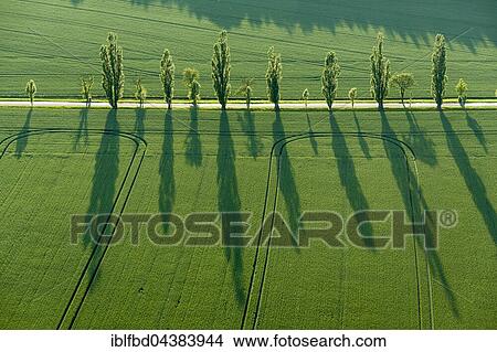 A row of Poplar trees (Populus) is creating long shadows on a green field, Königstein, Saxony, Germany, Europe View Large Photo Image Picture - A row of Poplar trees (Populus) is creating long shadows on a green field, Königstein, Saxony, Germany, Europe. Fotosearch