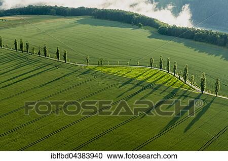 A row of Poplar trees (Populus) is creating long shadows on a green field, Königstein, Saxony, Germany, Europe View Large Photo Image Stock Image - A row of Poplar trees (Populus) is creating long shadows on a green field, Königstein, Saxony, Germany, Europe. Fotosearch
