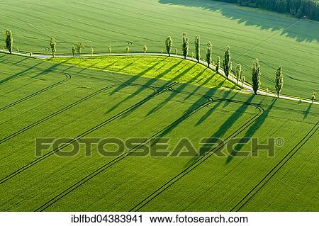 A row of Poplar trees (Populus) is creating long shadows on a green field, Königstein, Saxony, Germany, Europe View Large Photo Image Stock Image - A row of Poplar trees (Populus) is creating long shadows on a green field, Königstein, Saxony, Germany, Europe. Fotosearch