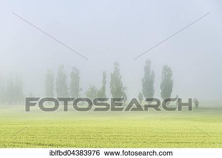 A row of Poplar trees (Populus) is shining through the thick fog, valley of the river Elbe, Königstein, Saxony, Germany, Europe View Large Photo Image Stock Photograph - A row of Poplar trees (Populus) is shining through the thick fog, valley of the river Elbe, Königstein, Saxony, Germany, Europe. Fotosearch