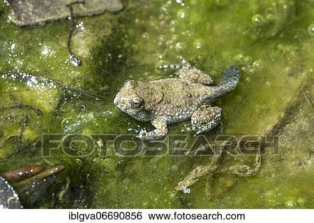 Adult larva of a yellow-bellied toad (Bombina variegata), Switzerland, Europe View Large Photo Image Stock Photograph - Adult larva of a yellow-bellied toad (Bombina variegata), Switzerland, Europe. Fotosearch