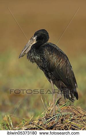 African Black Cuckoobill (Anastomus lemeligerus), Chobe National Park, Botswana, Africa View Large Photo Image Stock Image - African Black Cuckoobill (Anastomus lemeligerus), Chobe National Park, Botswana, Africa. Fotosearch
