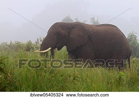 African elephant (Loxodonta africana), Ngorongoro crater, Tanzania, Africa View Large Photo Image Picture - African elephant (Loxodonta africana), Ngorongoro crater, Tanzania, Africa. Fotosearch