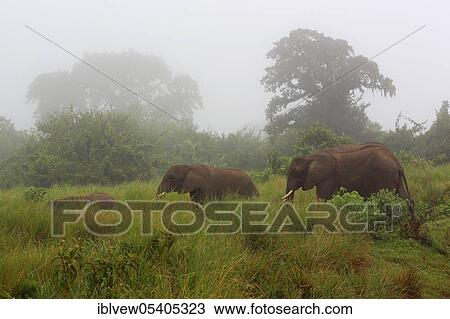African elephant (Loxodonta africana), Ngorongoro crater, Tanzania, Africa View Large Photo Image Stock Image - African elephant (Loxodonta africana), Ngorongoro crater, Tanzania, Africa. Fotosearch