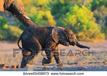 African elephant (Loxodonta africana) young, Kasane, Chobe River, Chobe River National Park View Large Photo Image Stock Image - African elephant (Loxodonta africana) young, Kasane, Chobe River, Chobe River National Park. Fotosearch