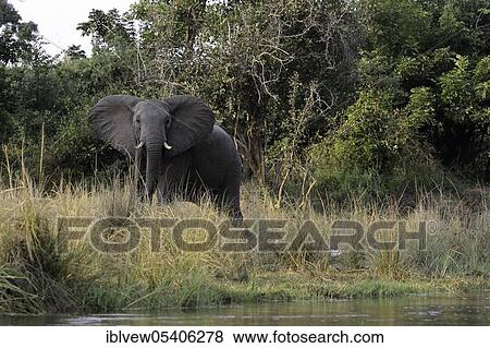 Stock Photo - African elephant (Loxodonta africana) Lower Zambezi National Park, Zambia, Africa. Fotosearch