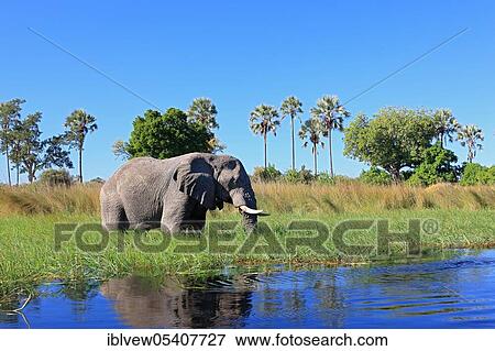 African elephant (Loxodonta africana), macalani palm (Hyphaene petersiana) Okavango Delta, Botswana, Africa View Large Photo Image Stock Photo - African elephant (Loxodonta africana), macalani palm (Hyphaene petersiana) Okavango Delta, Botswana, Africa. Fotosearch