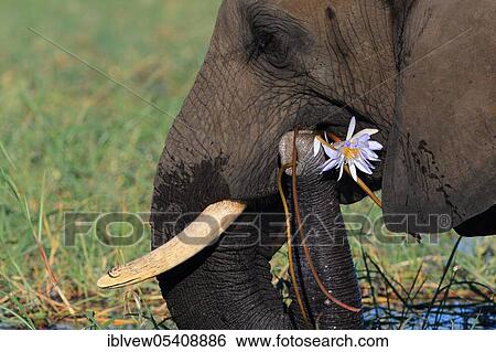 African elephant (Loxodonta africana) Kasane, Chobe River, Chobe River National Park, Botswana, Africa View Large Photo Image Stock Photograph - African elephant (Loxodonta africana) Kasane, Chobe River, Chobe River National Park, Botswana, Africa. Fotosearch