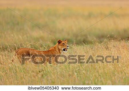 African Lion (Panthera leo), lioness, Tanzania, Africa View Large Photo Image Stock Image - African Lion (Panthera leo), lioness, Tanzania, Africa. Fotosearch