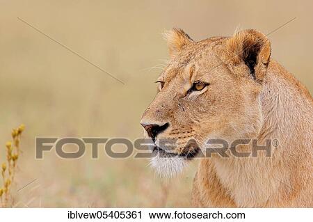 Stock Image - African lion (Panthera leo), lioness, Ngorongoro crater, Tanzania, Africa. Fotosearch