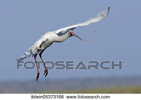 African spoonbill (Platalea alba), Chobe National Park, Botswana, Africa View Large Photo Image Stock Photo - African spoonbill (Platalea alba), Chobe National Park, Botswana, Africa. Fotosearch