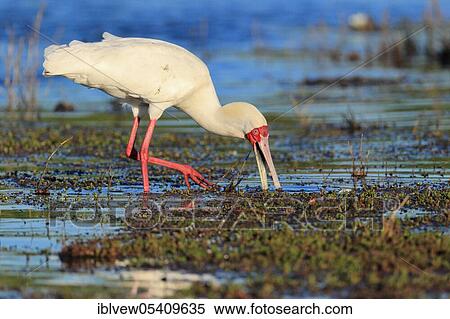 African spoonbill (Platalea alba) Kasane, Chobe River, Chobe River National Park, Botswana, Africa View Large Photo Image Stock Photography - African spoonbill (Platalea alba) Kasane, Chobe River, Chobe River National Park, Botswana, Africa. Fotosearch