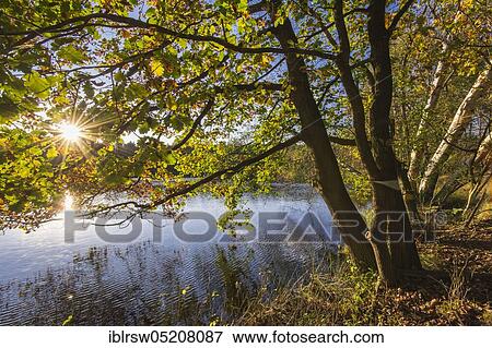 Stock Photo - Ahlhorner Fischteiche, Alhorn, Lower Saxony, Germany, Europe. Fotosearch