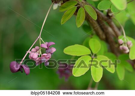 Stock Photo - Akebia quinata (Akebia quinata). Fotosearch