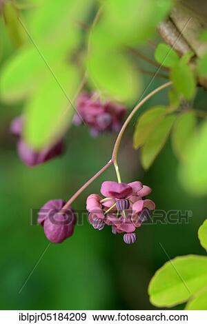 Stock Photo - Akebia quinata (Akebia quinata). Fotosearch