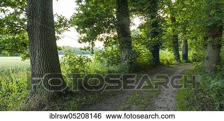 Allee, Dinklage, Dinklager Burgwald, Eichen-Allee, County of Vechta, Oldenburger Münsterland, Lower Saxony, Germany, Europe View Large Photo Image Stock Photograph - Allee, Dinklage, Dinklager Burgwald, Eichen-Allee, County of Vechta, Oldenburger Münsterland, Lower Saxony, Germany, Europe. Fotosearch