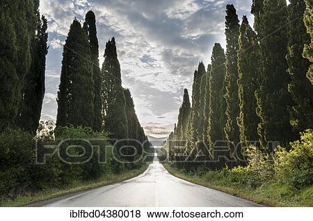 Alleyway with green cypresses after rain, Boligheri, Tuscany, Italy, Europe View Large Photo Image Stock Photo - Alleyway with green cypresses after rain, Boligheri, Tuscany, Italy, Europe. Fotosearch