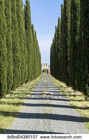 Stock Photo - Alleyway with green cypresses and a gate, Castiglione di Pescaia, Tuscany, Italy, Europe. Fotosearch