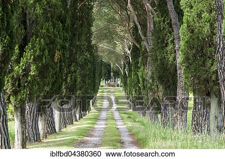 Alleyway with green pine trees and cypresses, San Quirico d’Orcia, Tuscany, Italy, Europe View Large Photo Image Stock Image - Alleyway with green pine trees and cypresses, San Quirico d’Orcia, Tuscany, Italy, Europe. Fotosearch